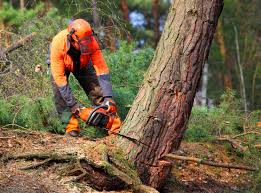 Best Root Management and Removal  in Holly Hill, SC