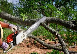 Best Lot and Land Clearing  in Holly Hill, SC