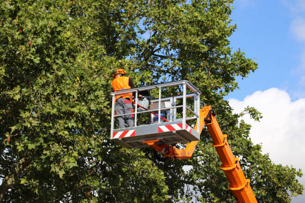 Best Tree Mulching  in Holly Hill, SC