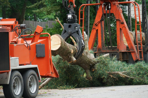 Why Choose Our Tree Removal Services in Holly Hill, SC?